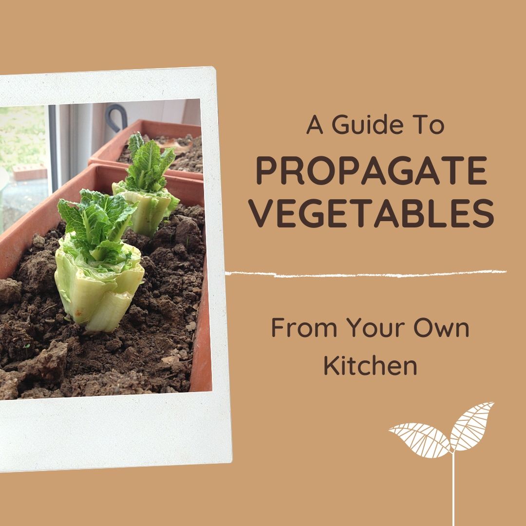 how-to-regrow-veggies-from-scraps-net-zero-co