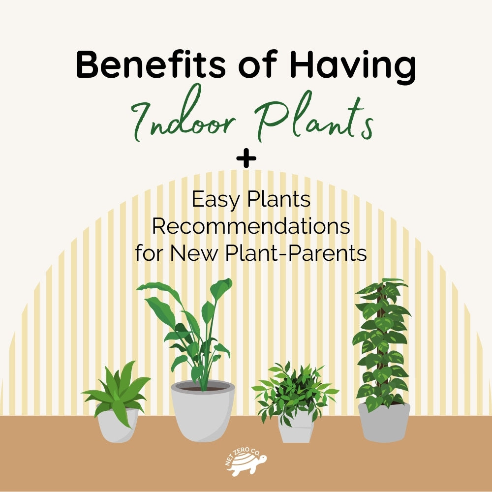 Benefits Of Having Indoor Plants + 5 Easy Houseplant Ideas For New Pla ...